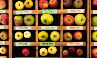 Apples!
