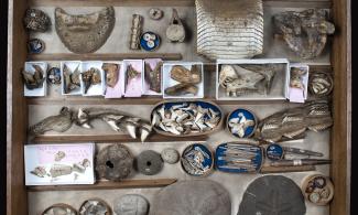 A number of fossils