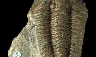 Trilobite 