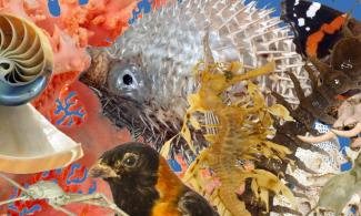 Pic of corals and fish