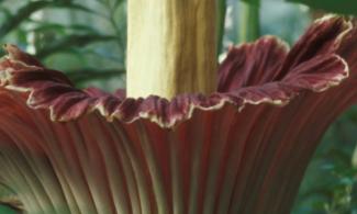 Titan arum