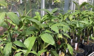 Titan arum plants