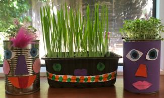 Image of plants growing on windowsill