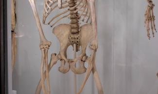 Bonobo skeleton