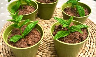 Image of what looks like five mint plants growing pots but they are actually mint chocolate desserts