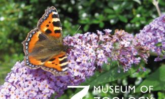 Small tortoiseshell butterfly photo by Ed Turner
