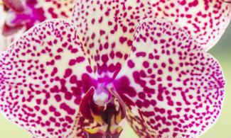 Phalaenopsis orchid