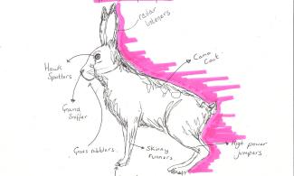 Anatomy of a hare