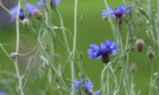 Blue flowers