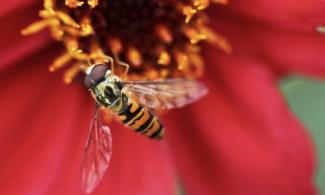 Bee on flower