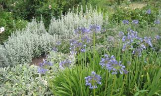 an Edwardian inspired border