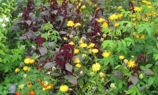 an Elizabethan inspried border
