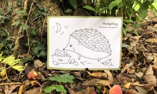 Hedgehog