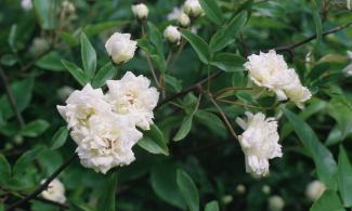 A white rose