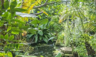 tropical plants