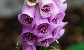 Digitalis purpurea