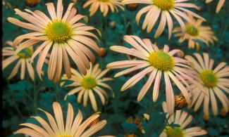 Chrysanthemum Mary Stoker