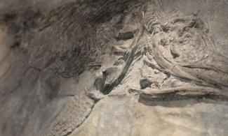 photo of Ichthyosaur in Sedgwick Museum discovered by Mary Anning