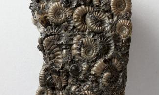 Ammonite