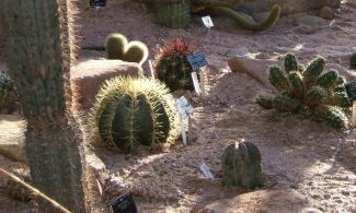 cacti