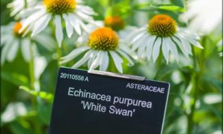 plant label