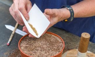 sowing seeds