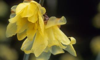 Chimonanthus praecox 'Luteus' by Howard Rice