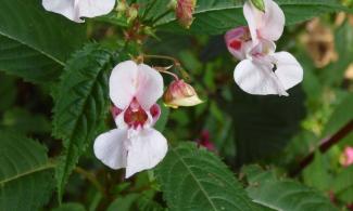 Balsam