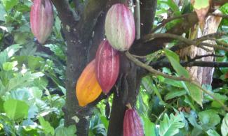 cocoa pods