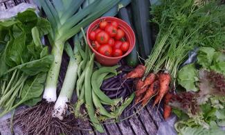 garden produce