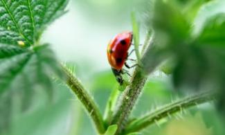 Ladybird