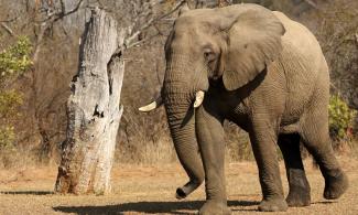 Elephant photo