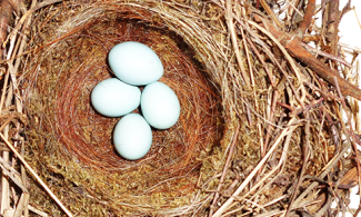 Bird's nest