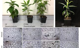plants and plants cells from C3 and C4 plants
