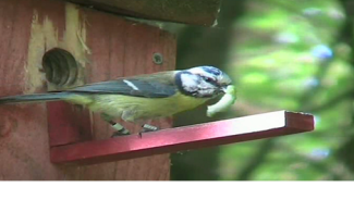 blue tit