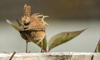 Bird singing