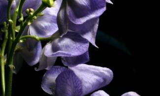 Image Credit: Wellcome Collection Aconitum carmichaelii Debeaux. Dr Henry Oakeley. Attribution 4.0 International (CC BY 4.0)