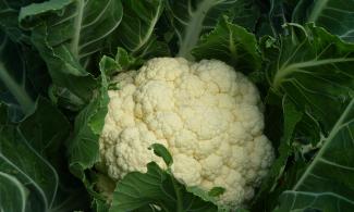 Image: Alison Foster, cauliflower