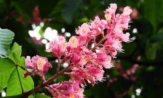 horsechestnut bloom