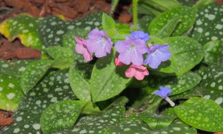 Pulmonaria officinalis