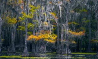 'Silence of the Swamp', by Rajesh Jyothiswaran