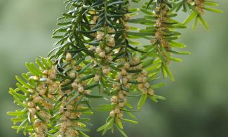 yew branch