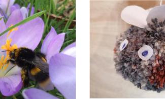 bee on a crocus and pompom bee