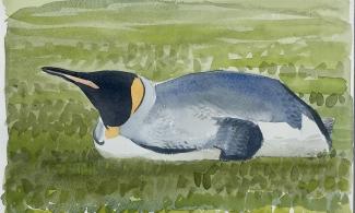 King Penguin Study, Darren Rees, watercolour