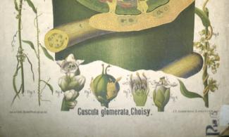 Botanical diagram of parts of a plant