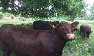 Cow looking at camera side-on