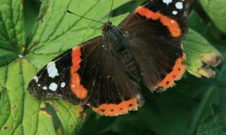 Red admiral butterfly basking on a leaf