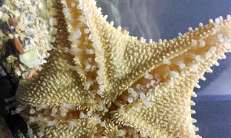 Close-up of starfish showing tube feet