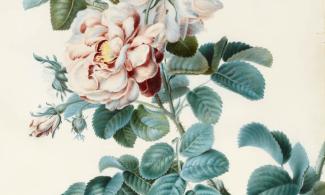 Image of painted rose 