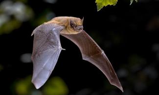 Bat in flight